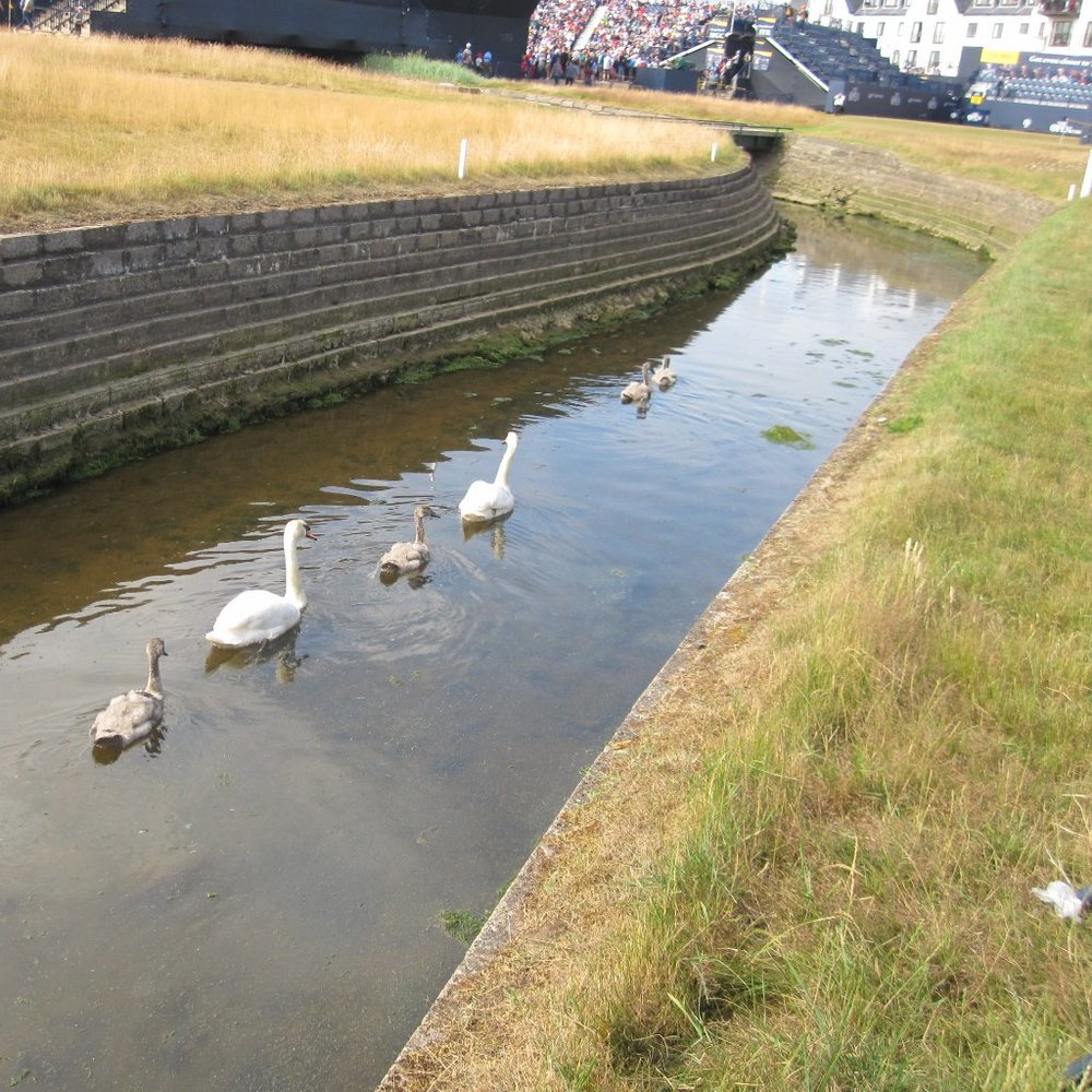 Barry Burn Too through Carnoustie Links Open